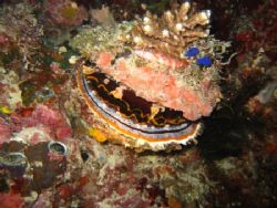 Fish sleeping on clam. Balicasag, Visayas. by Ben Nichols 